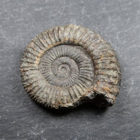 ammonite rock